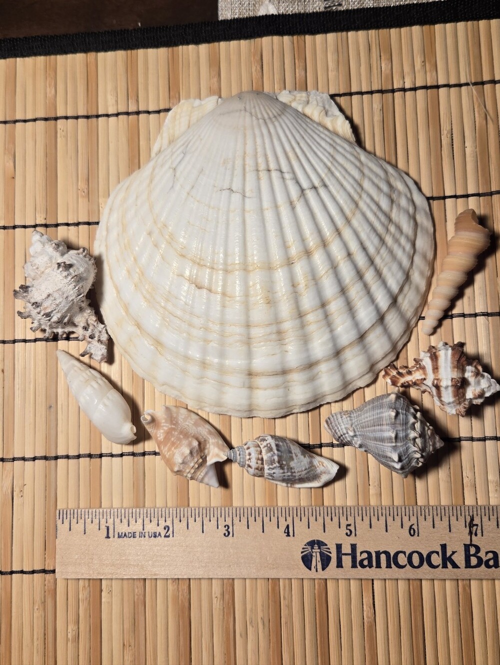 8 Beautiful Sea Shells